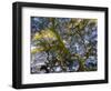 Looking up at the sky through a Japanese maple.-Julie Eggers-Framed Photographic Print