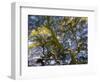 Looking up at the sky through a Japanese maple.-Julie Eggers-Framed Photographic Print