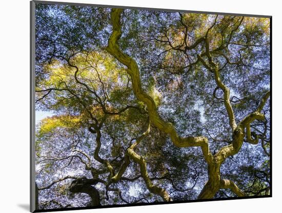 Looking up at the sky through a Japanese maple.-Julie Eggers-Mounted Photographic Print