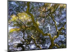 Looking up at the sky through a Japanese maple.-Julie Eggers-Mounted Photographic Print