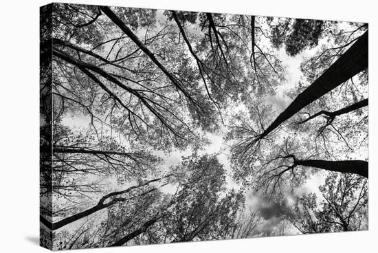 Looking Up I BW-Aledanda-Stretched Canvas