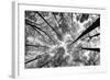 Looking Up I BW-Aledanda-Framed Art Print