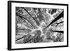 Looking Up I BW-Aledanda-Framed Art Print