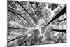 Looking Up I BW-Aledanda-Mounted Art Print