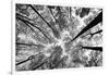 Looking Up I BW-Aledanda-Framed Art Print