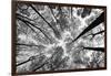 Looking Up I BW-Aledanda-Framed Art Print