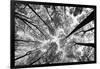 Looking Up I BW-Aledanda-Framed Art Print