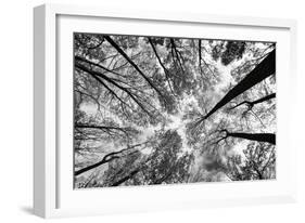 Looking Up I BW-Aledanda-Framed Art Print