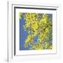 Looking Up Square-Joy Doherty-Framed Giclee Print