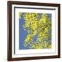 Looking Up Square-Joy Doherty-Framed Giclee Print