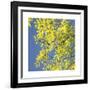 Looking Up Square-Joy Doherty-Framed Giclee Print