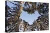 Looking Up Through Canopy of Scot's Pine Trees (Pinus Sylvestris) Woodland Showing Heart Shape, UK-Mark Hamblin-Stretched Canvas