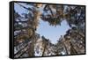 Looking Up Through Canopy of Scot's Pine Trees (Pinus Sylvestris) Woodland Showing Heart Shape, UK-Mark Hamblin-Framed Stretched Canvas