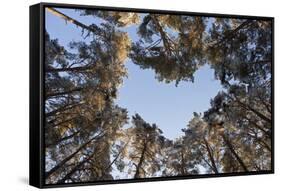 Looking Up Through Canopy of Scot's Pine Trees (Pinus Sylvestris) Woodland Showing Heart Shape, UK-Mark Hamblin-Framed Stretched Canvas