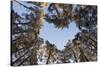 Looking Up Through Canopy of Scot's Pine Trees (Pinus Sylvestris) Woodland Showing Heart Shape, UK-Mark Hamblin-Stretched Canvas