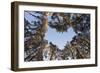 Looking Up Through Canopy of Scot's Pine Trees (Pinus Sylvestris) Woodland Showing Heart Shape, UK-Mark Hamblin-Framed Photographic Print