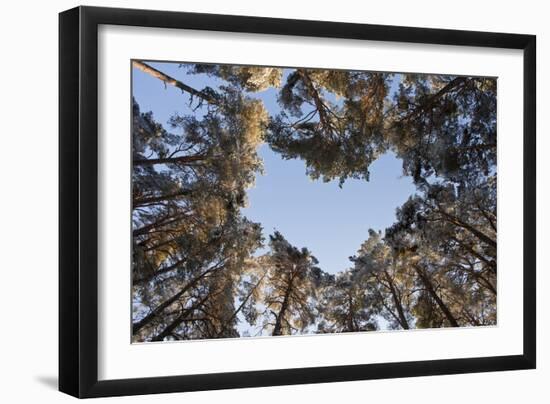 Looking Up Through Canopy of Scot's Pine Trees (Pinus Sylvestris) Woodland Showing Heart Shape, UK-Mark Hamblin-Framed Photographic Print