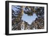 Looking Up Through Canopy of Scot's Pine Trees (Pinus Sylvestris) Woodland Showing Heart Shape, UK-Mark Hamblin-Framed Photographic Print