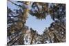 Looking Up Through Canopy of Scot's Pine Trees (Pinus Sylvestris) Woodland Showing Heart Shape, UK-Mark Hamblin-Mounted Photographic Print