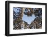 Looking Up Through Canopy of Scot's Pine Trees (Pinus Sylvestris) Woodland Showing Heart Shape, UK-Mark Hamblin-Framed Photographic Print