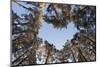 Looking Up Through Canopy of Scot's Pine Trees (Pinus Sylvestris) Woodland Showing Heart Shape, UK-Mark Hamblin-Mounted Photographic Print