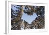 Looking Up Through Canopy of Scot's Pine Trees (Pinus Sylvestris) Woodland Showing Heart Shape, UK-Mark Hamblin-Framed Photographic Print
