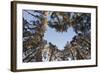 Looking Up Through Canopy of Scot's Pine Trees (Pinus Sylvestris) Woodland Showing Heart Shape, UK-Mark Hamblin-Framed Photographic Print