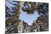 Looking Up Through Canopy of Scot's Pine Trees (Pinus Sylvestris) Woodland Showing Heart Shape, UK-Mark Hamblin-Mounted Photographic Print