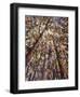 Looking Up Through Trees-Jean Cauthen-Framed Giclee Print