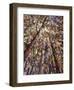 Looking Up Through Trees-Jean Cauthen-Framed Giclee Print