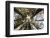 Looking Up Towards Treetops, Red Pine Plantation, Mohawk Trail State Forest-Susan Pease-Framed Photographic Print