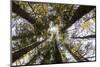 Looking Up Towards Treetops, Red Pine Plantation, Mohawk Trail State Forest-Susan Pease-Mounted Photographic Print