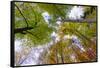 Looking up trees in autumn, Baden-Wurttemberg, Germany-Panoramic Images-Framed Stretched Canvas