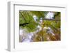 Looking up trees in autumn, Baden-Wurttemberg, Germany-Panoramic Images-Framed Photographic Print