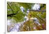 Looking up trees in autumn, Baden-Wurttemberg, Germany-Panoramic Images-Framed Photographic Print