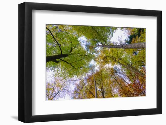 Looking up trees in autumn, Baden-Wurttemberg, Germany-Panoramic Images-Framed Premium Photographic Print