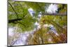 Looking up trees in autumn, Baden-Wurttemberg, Germany-Panoramic Images-Mounted Premium Photographic Print