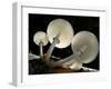 Looking Up under the Gills of Toadstools of Porcelain Fungus, Cornwall, UK-Ross Hoddinott-Framed Photographic Print