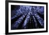 Looking Up-Wild Wonders of Europe-Framed Giclee Print