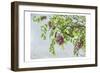 Looking up-Dianne Poinski-Framed Art Print