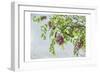 Looking up-Dianne Poinski-Framed Art Print