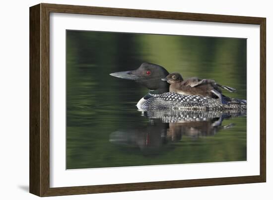 Loon and Chick-Lantern Press-Framed Art Print