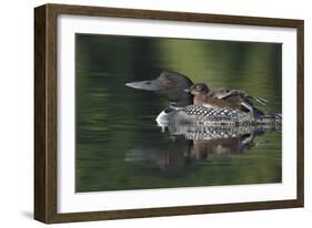 Loon and Chick-Lantern Press-Framed Art Print