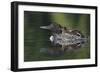 Loon and Chick-Lantern Press-Framed Art Print