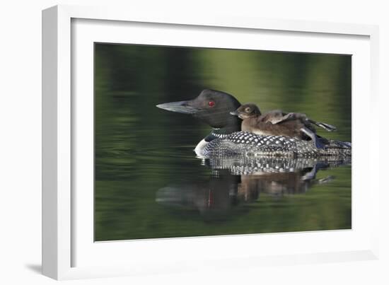 Loon and Chick-Lantern Press-Framed Art Print