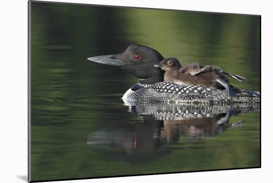 Loon and Chick-Lantern Press-Mounted Art Print