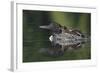 Loon and Chick-Lantern Press-Framed Art Print