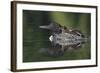 Loon and Chick-Lantern Press-Framed Art Print