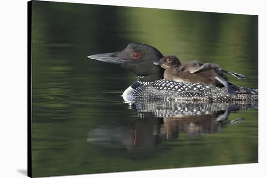 Loon and Chick-Lantern Press-Stretched Canvas