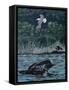 Loon Threat-Rusty Frentner-Framed Stretched Canvas